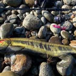 寒河江鮭有効利用調査2日目