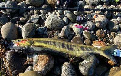 寒河江鮭有効利用調査2日目