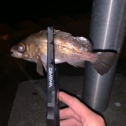 マル秘ポイントにてメバリング