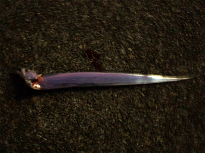 今宵もホームでタッチーチャレンジ