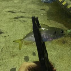 仕事帰りのアジング