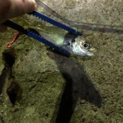 アジングも写真も練習が要ります。