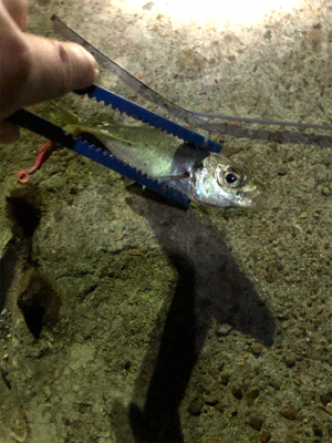 アジングも写真も練習が要ります。