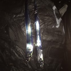 タチウオ 夕まずめ