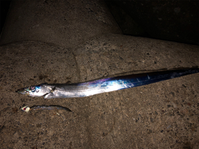 太刀魚･･･渋かった(≧Д≦)