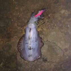 アオリイカ秋エギング