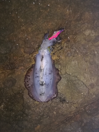 アオリイカ秋エギング