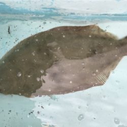 ノマセと五目釣り