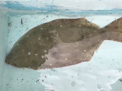 ノマセと五目釣り