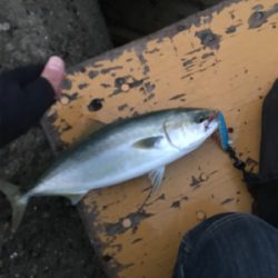 タチウオ釣りたい