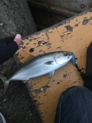 タチウオ釣りたい