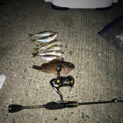 初場所でのアジング