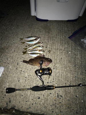 初場所でのアジング