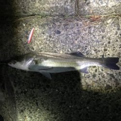 なんとかゲット！