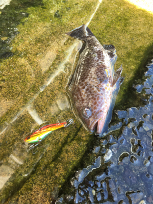 ロックフィッシュを真昼間の下げ止まりで釣れ…