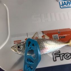 久々のサビキ釣り