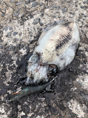 令和元年、最終淡路島