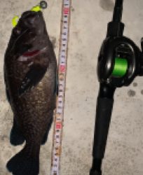 お久しぶりだねアイナメさん!