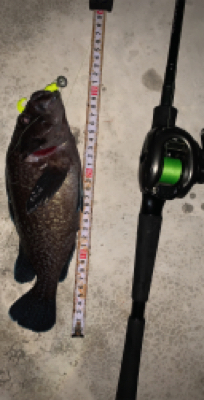 お久しぶりだねアイナメさん!