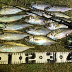 秋のジグ単アジング