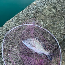 のんびりとフカセ