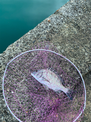 のんびりとフカセ