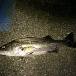 安定のシーバス