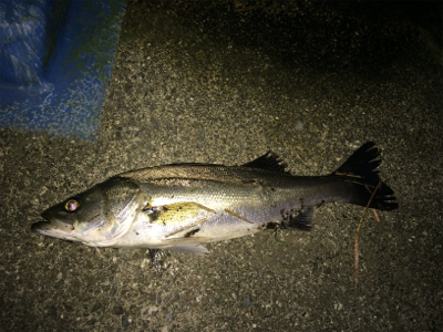 安定のシーバス