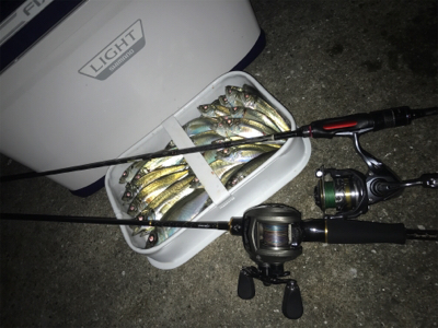 ！！？50UP！！？ アジング釣果！！