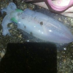 アオリイカ5杯！！　現在131杯！！