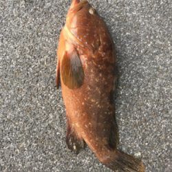 久しぶりのアコウ