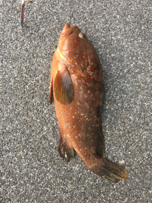 久しぶりのアコウ