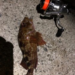 アジの塩焼きが食べたくて