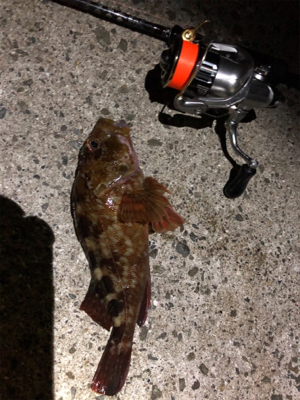 アジの塩焼きが食べたくて