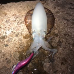 エギング終盤、渋いです。