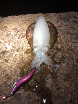 エギング終盤、渋いです。