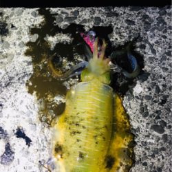 イカさん成長中