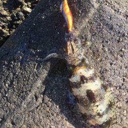 久しぶりのイカ