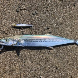 ショアジギングとぶっ込み