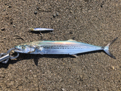 ショアジギングとぶっ込み