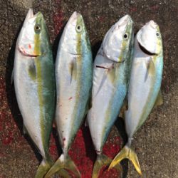 青物釣果