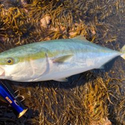 ポッパーでハマチ