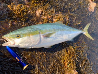 ポッパーでハマチ