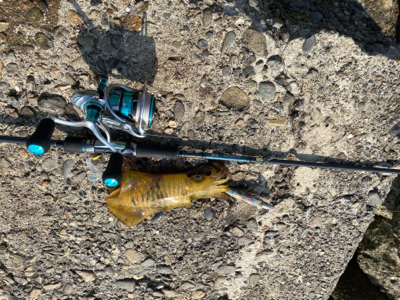 アオリイカを探して...