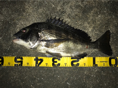 シーバス？黒鯛！