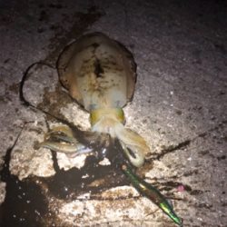 寒い、渋い、秋エギング終盤