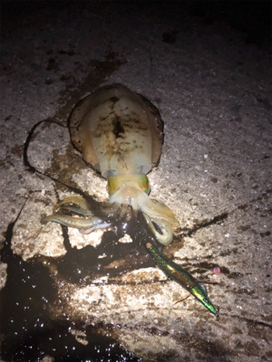 寒い、渋い、秋エギング終盤