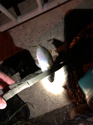 大きいアジはどこへ