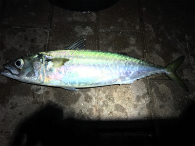 太刀魚　デカサバ