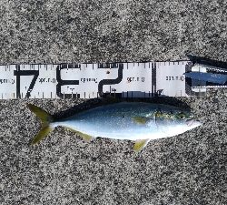 10/5釣果ハマチメバルハゲデカアジ豆アジガシラゴンズイ他色々